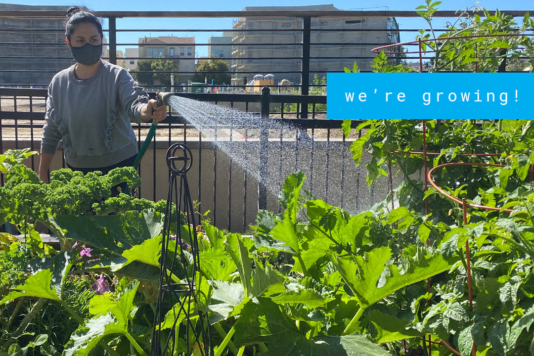 We’re growing! (A lot of veggies.)